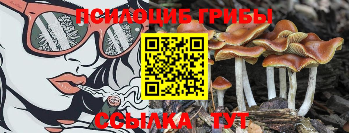 Галлюциногенные грибы Psilocybe Краснознаменск